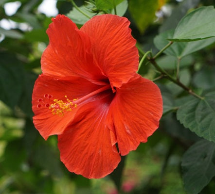 Hibiscus