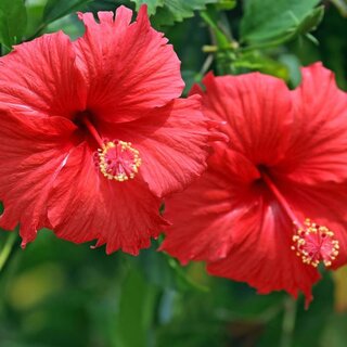 Hibiscus Flower