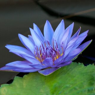 Blue Lotus