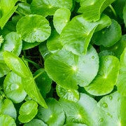 Centella Asiatica Extract