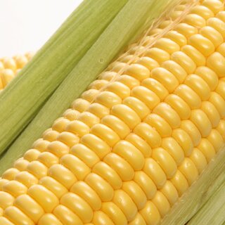 Corn Pulp