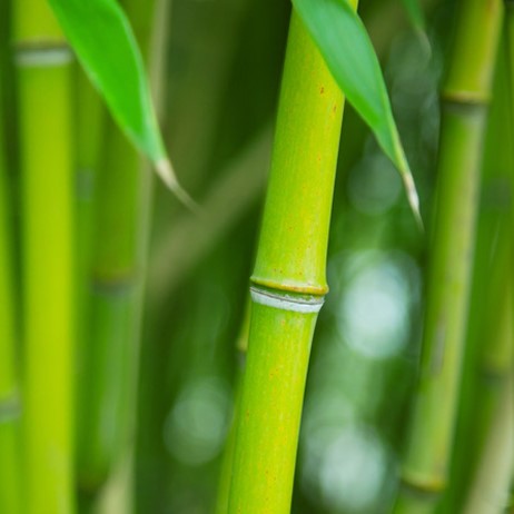 Bamboo Pulp