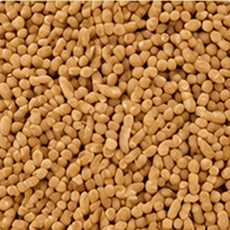 Barley