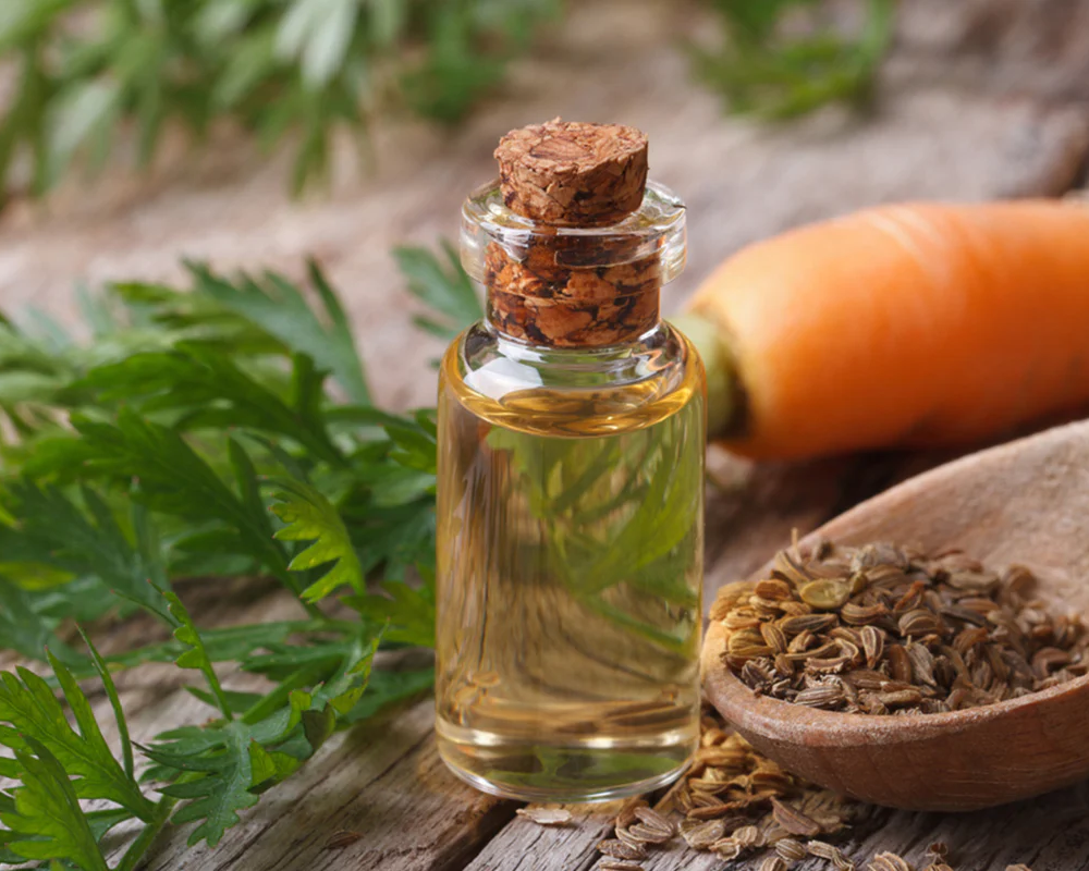 Carrot Seed Oil