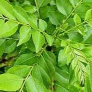 Curry leaves