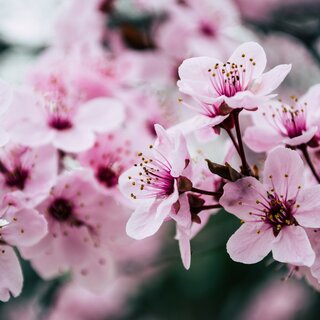 Cherry Blossom