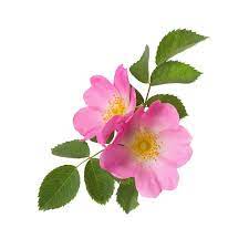 Wild Rose Extract
