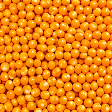 Corn