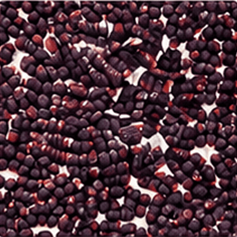 Cotton Seeds