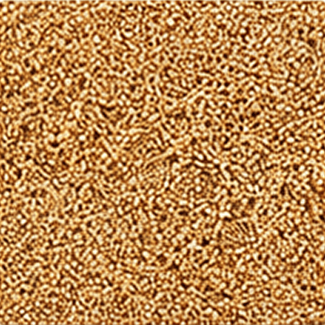 Country pearl millet