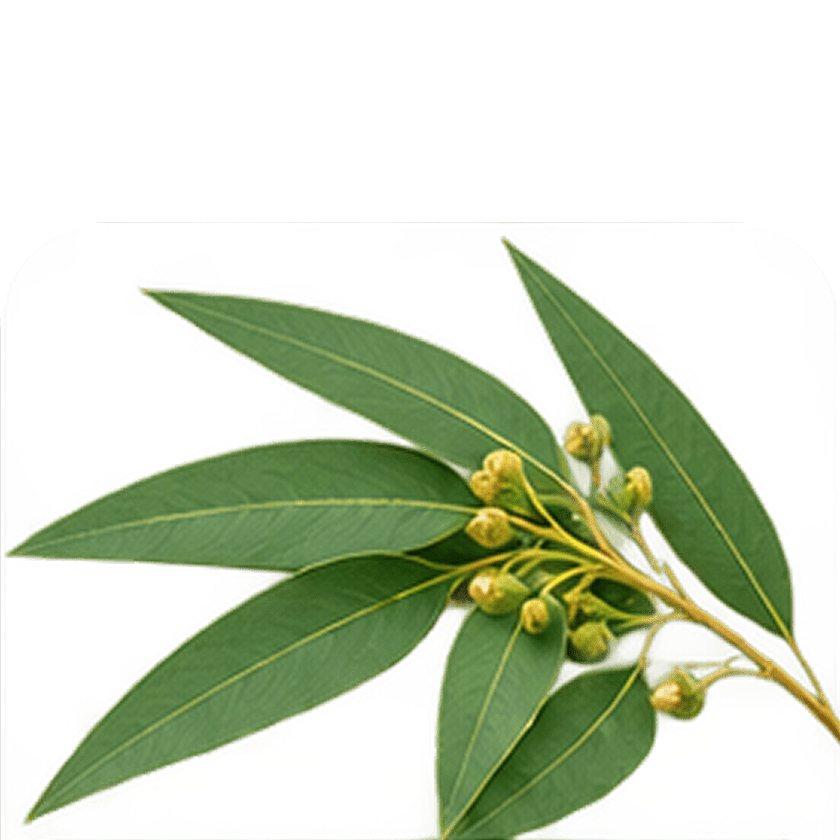 Nilgiri Lf. (Eucalyptus Oil)