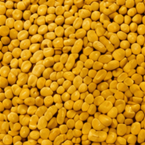 Fenugreek