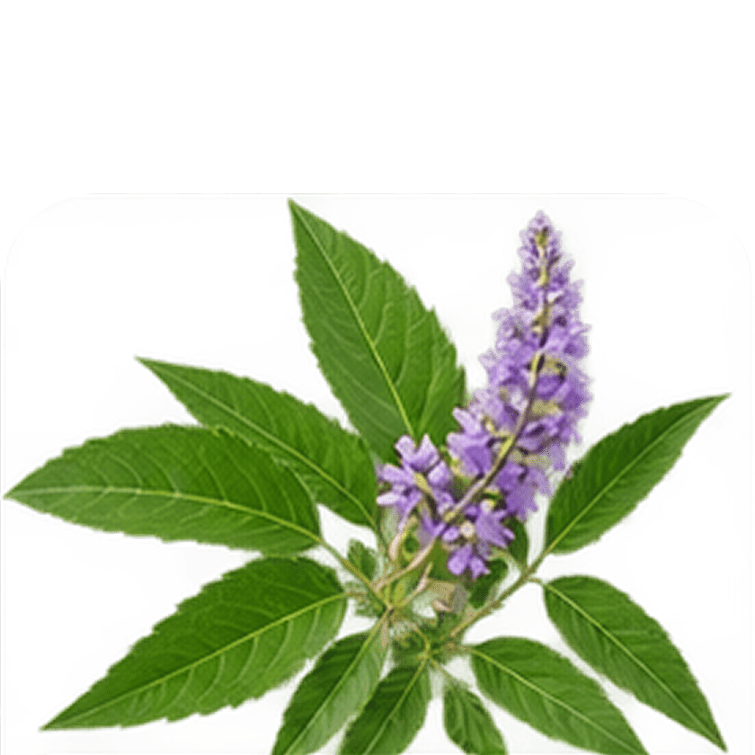 Nirgundi Sd. (Five-Leaved Chaste)
