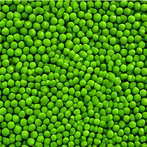 Green Peas