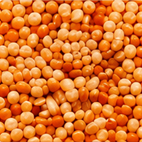 Horse gram