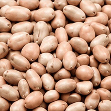 Jack fruit seeds