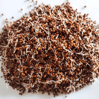 Sprouted Ragi Flour