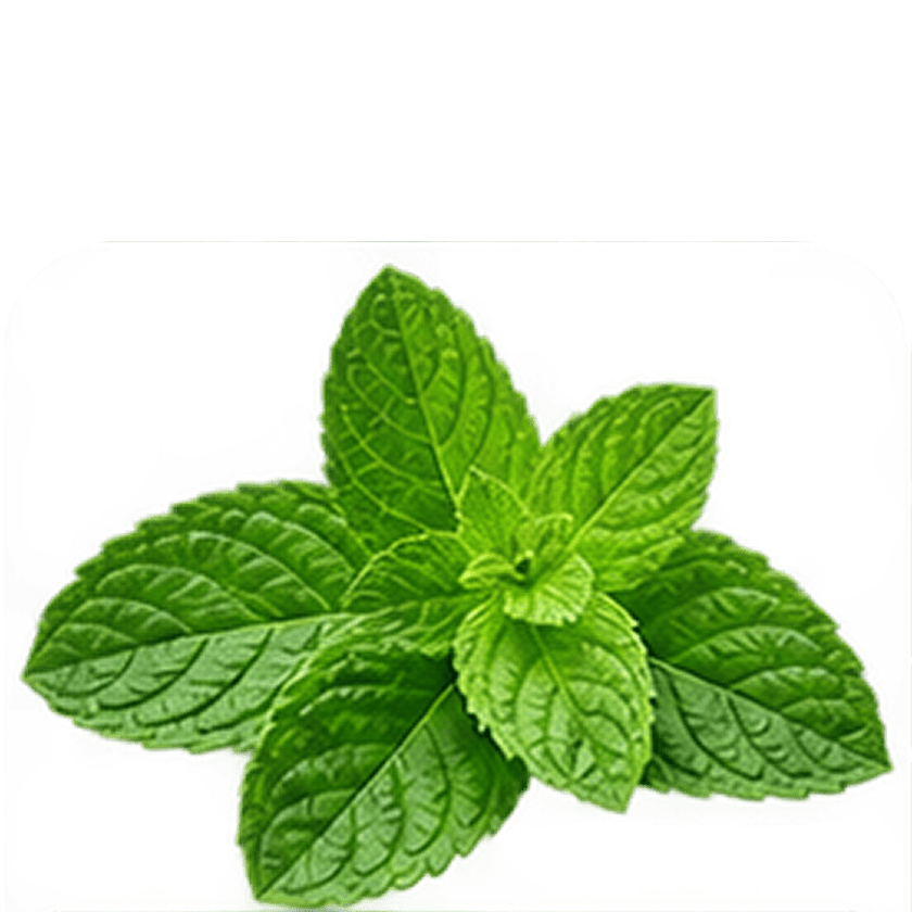 Pudina Lf. (Mint Extract)