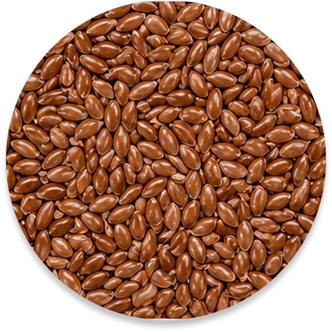 Flax Seeds