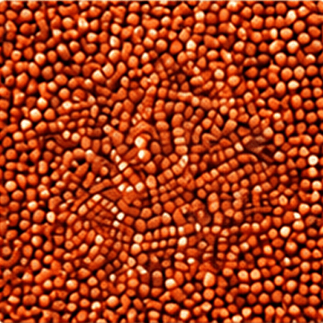 Red great sorghum