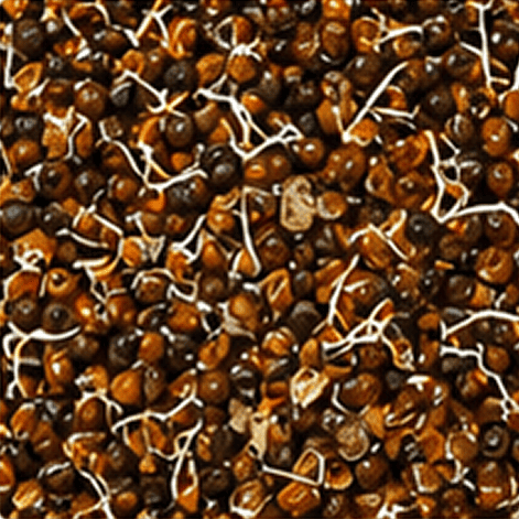 Sprouted Black Gram