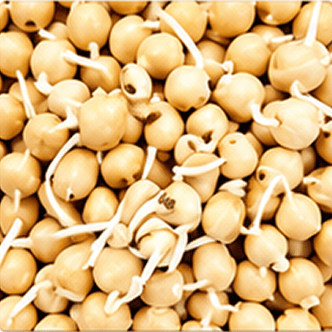 Sprouted Chick Peas