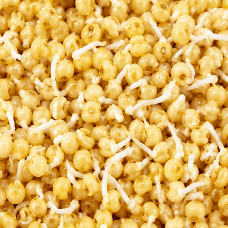 Sprouted Proso Millet