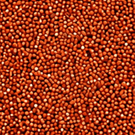 Sprouted Red Sorghum