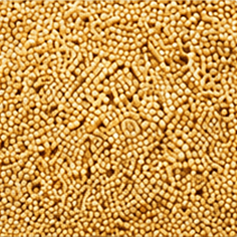 Sprouted barnyard millet
