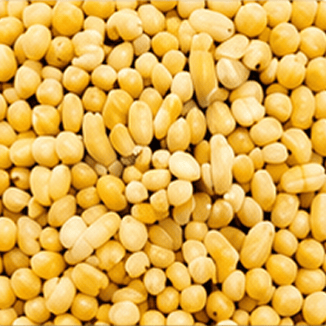 Sprouted foxtail millet