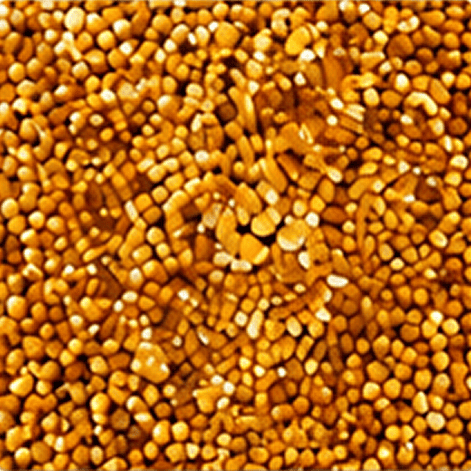 Sprouted kodo millet