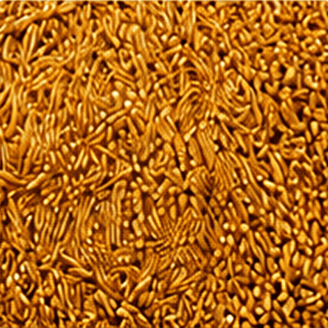 Sprouted sorghum